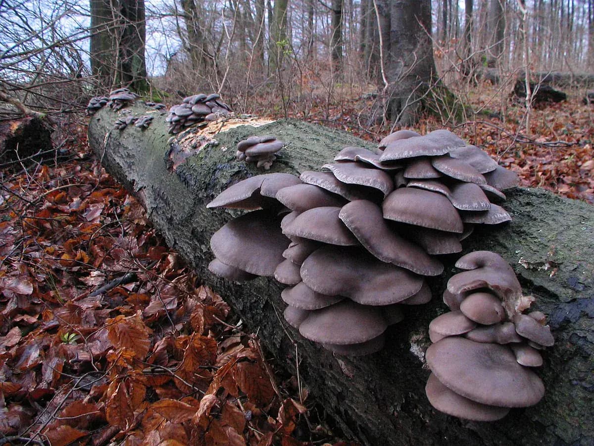 Seta ostra (Pleurotus) — foto real