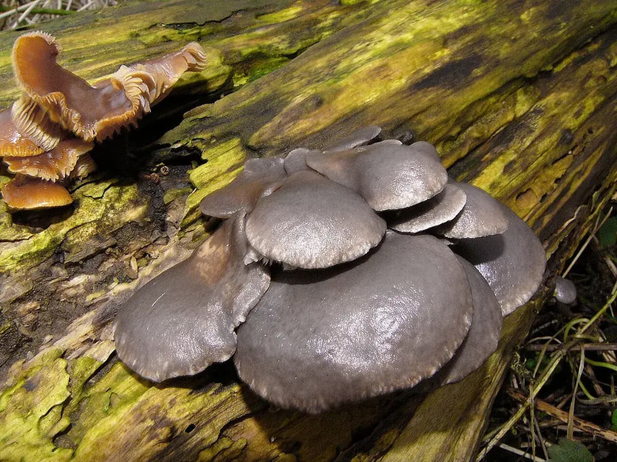 Seta ostra (Pleurotus) — foto real