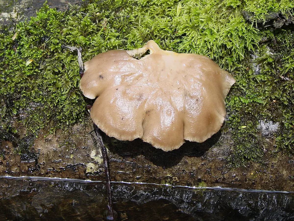 Seta ostra (Pleurotus) — foto real
