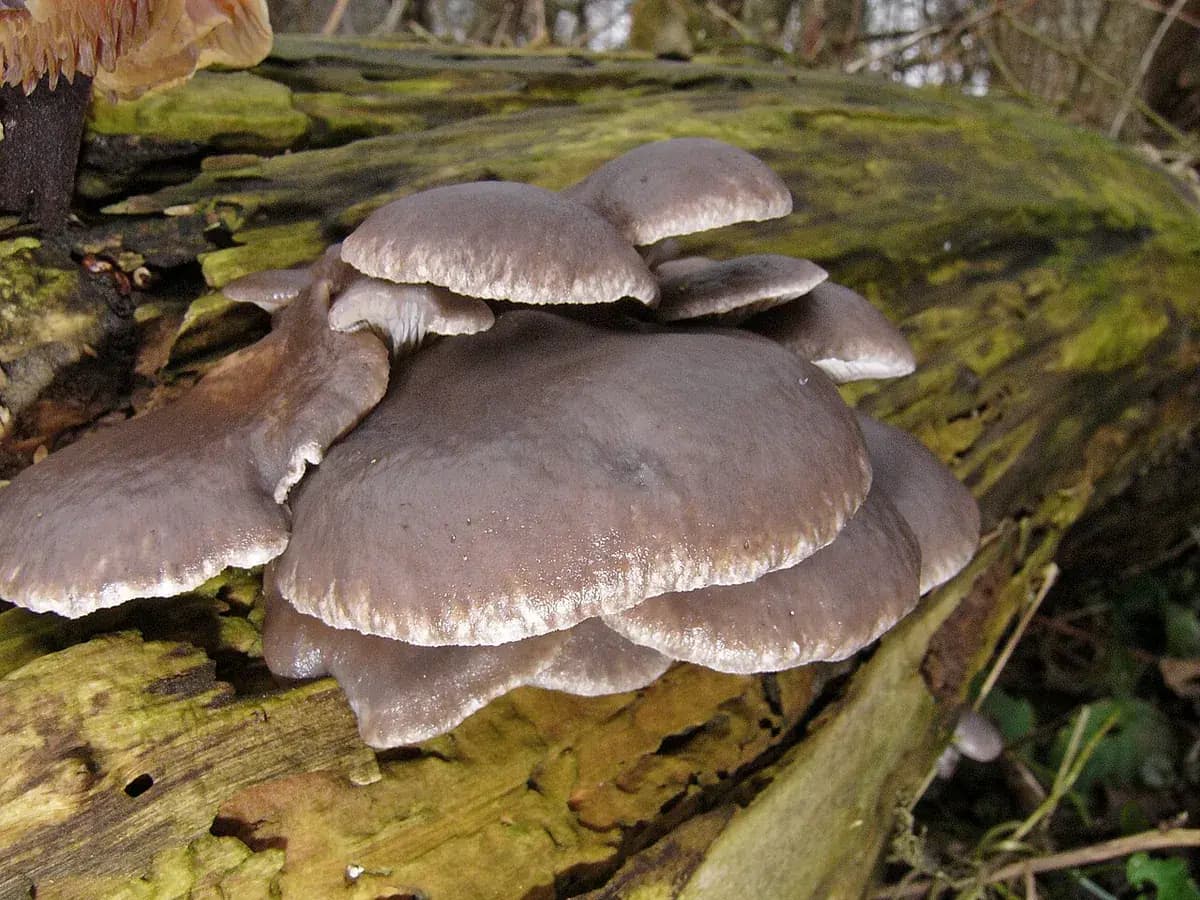 Seta ostra (Pleurotus) — foto real