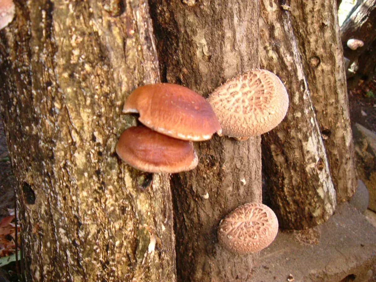 Shiitake — foto real