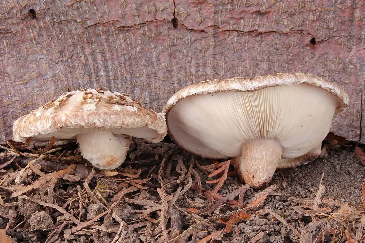 Shiitake — foto real