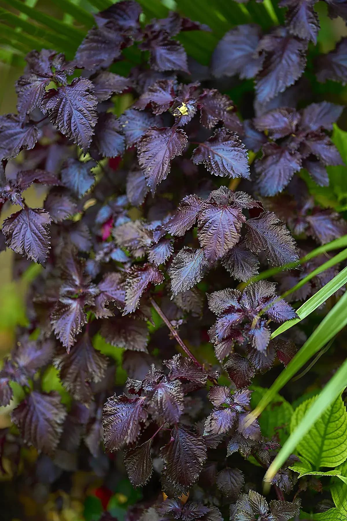 Shiso (perilla) verde — foto real