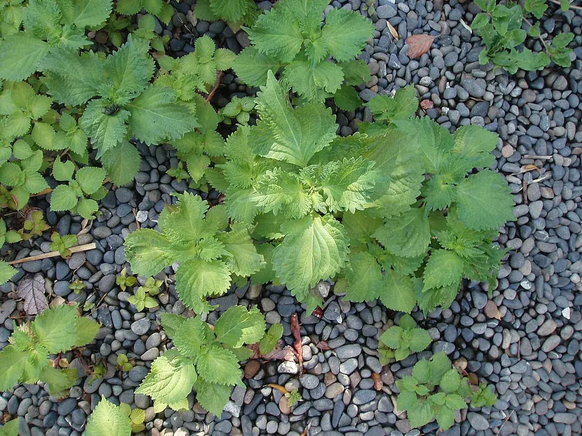 Shiso (perilla) verde — foto real