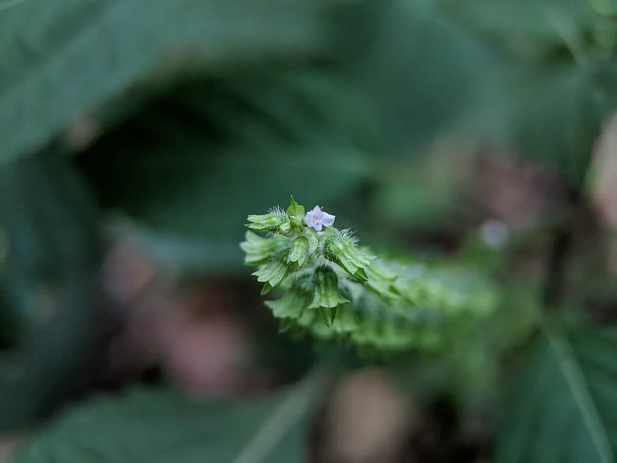 Shiso (perilla) verde — foto real