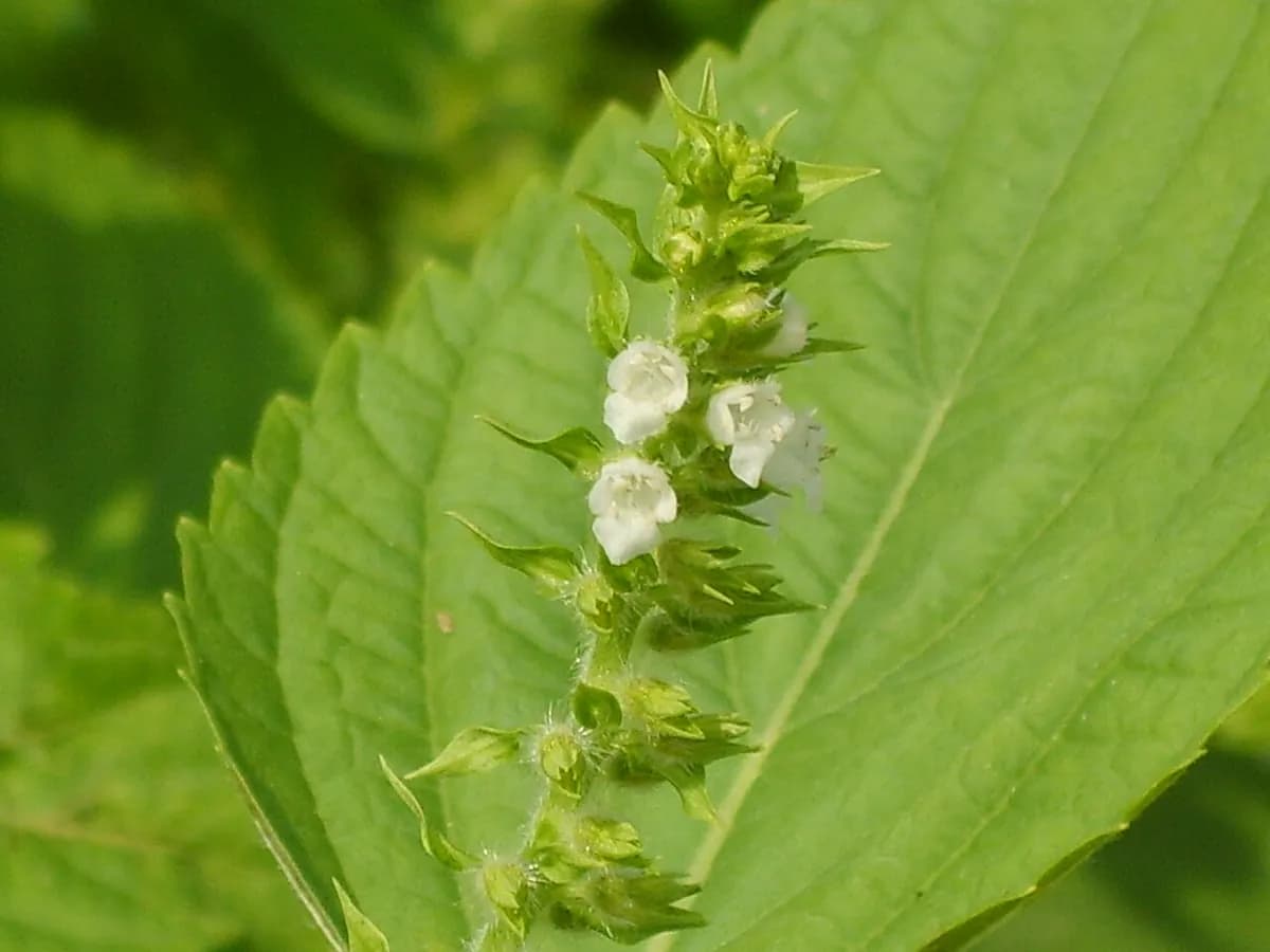 Shiso (perilla) verde — foto real