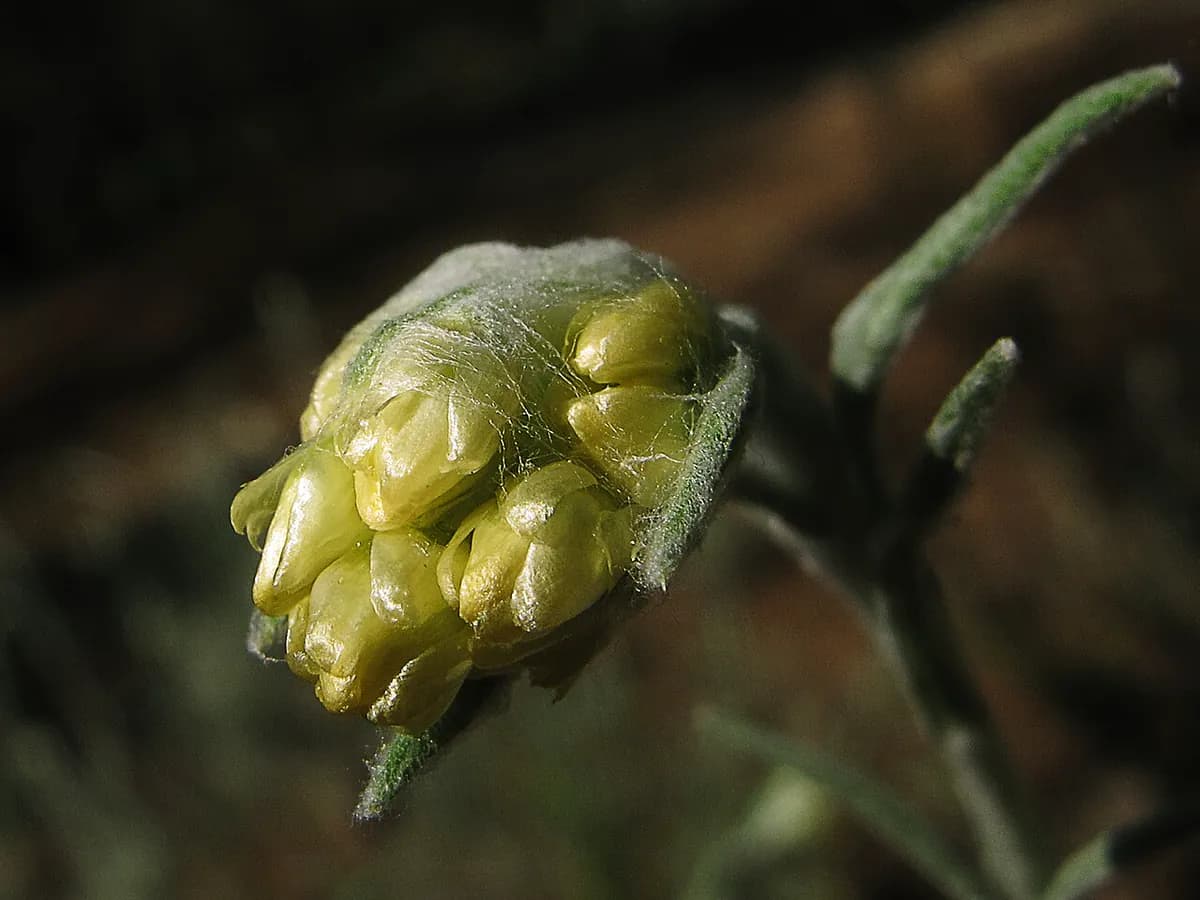 Siempreviva amarilla — foto real