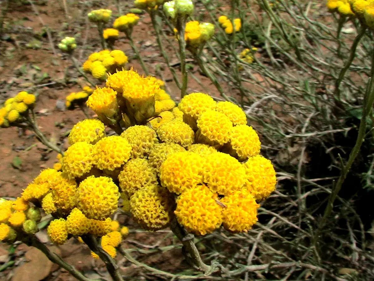 Siempreviva amarilla — foto real