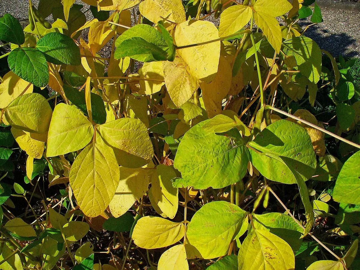 Soja Edamame — foto real