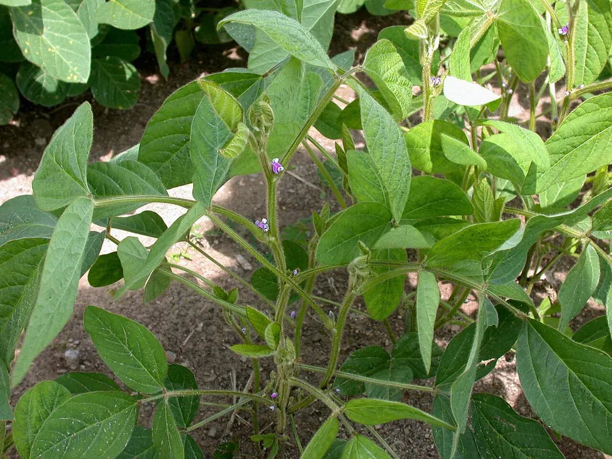 Soja Edamame — foto real