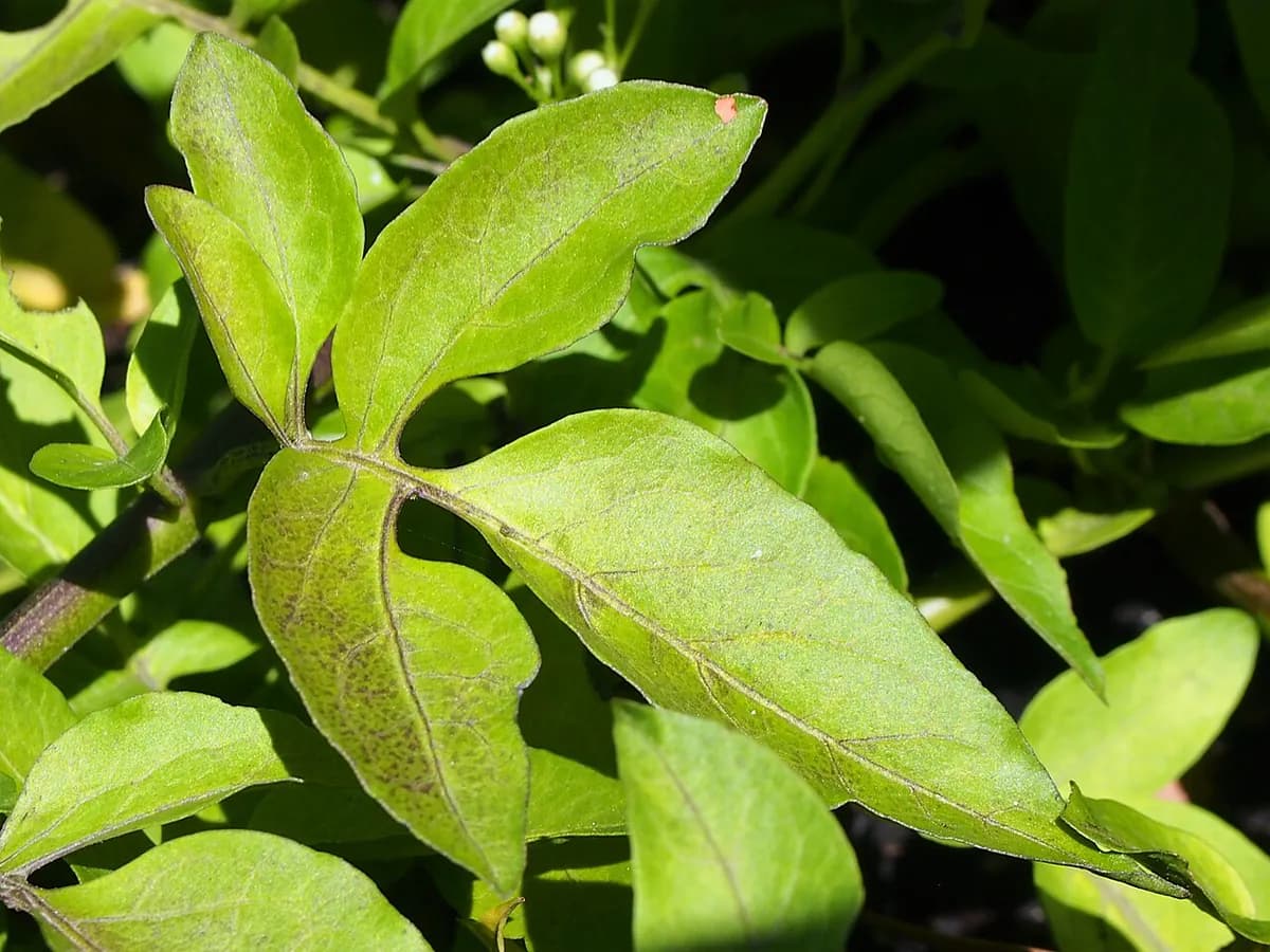 Jazmín de patata — foto real