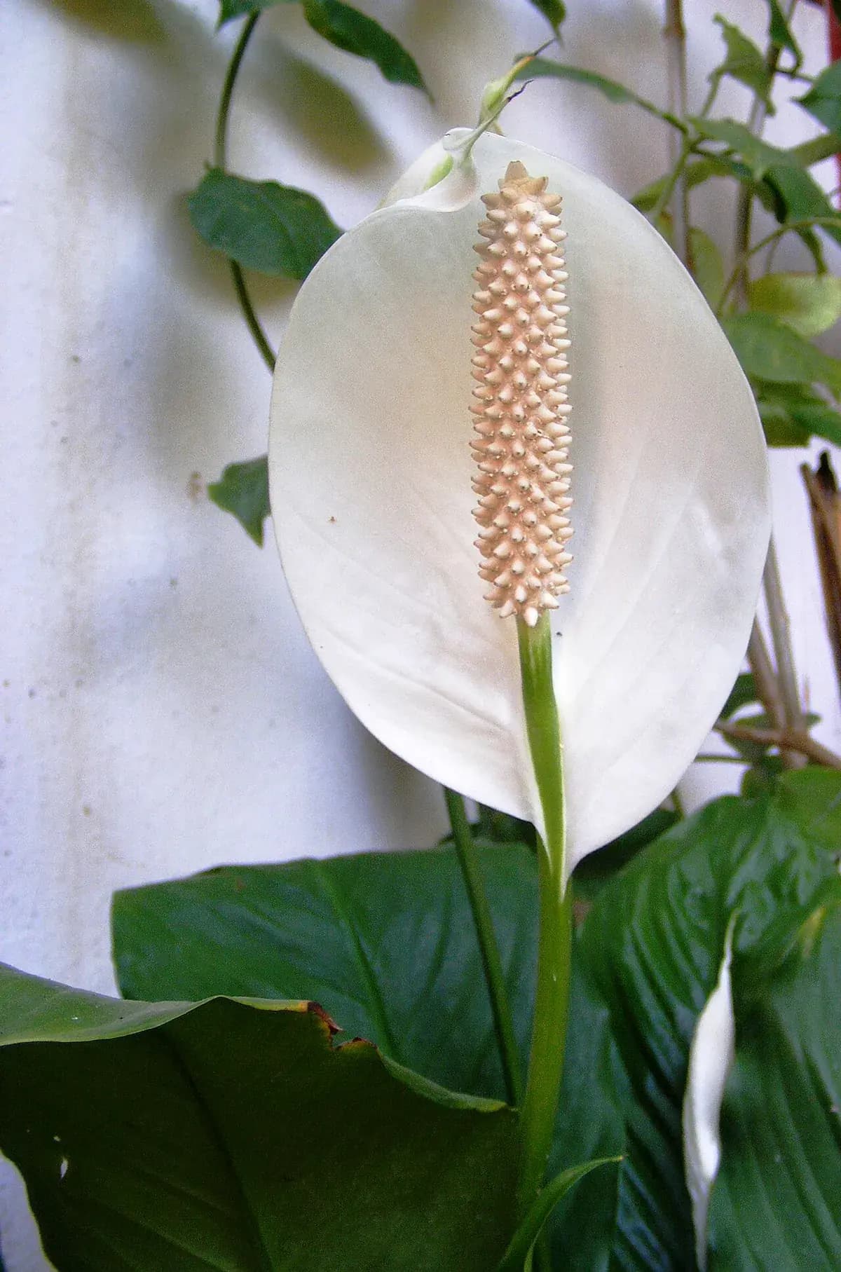 Cuna de Moisés (Spathiphyllum) — foto real