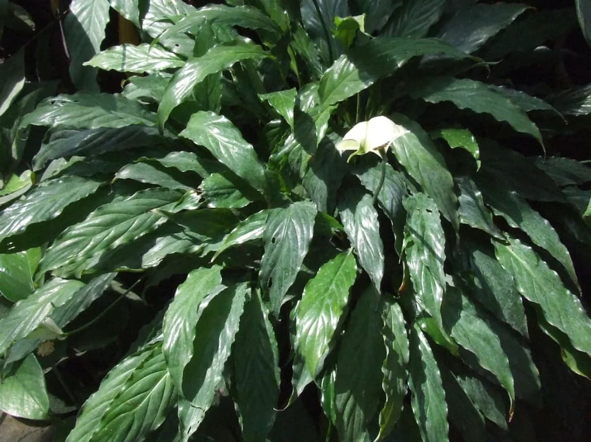 Cuna de Moisés (Spathiphyllum) — foto real
