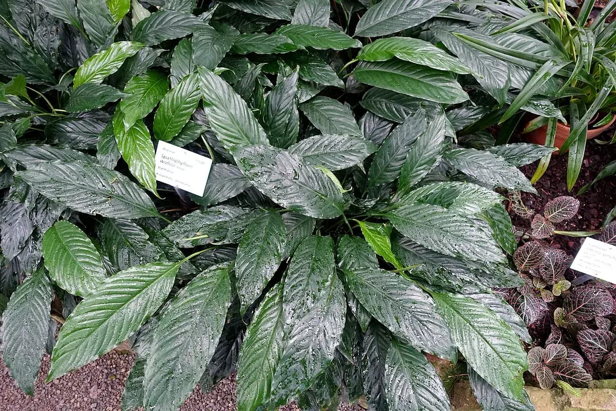 Cuna de Moisés (Spathiphyllum) — foto real