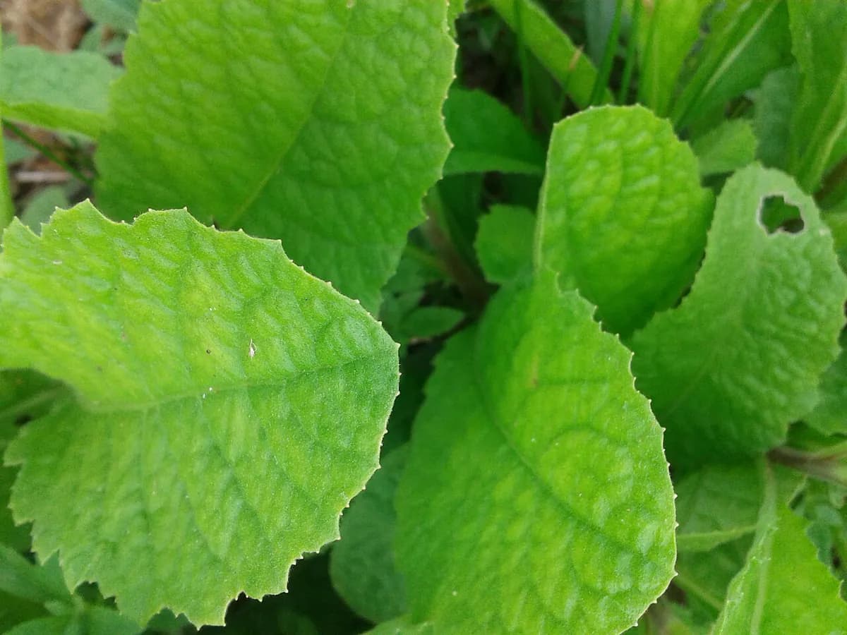 Stevia — foto real