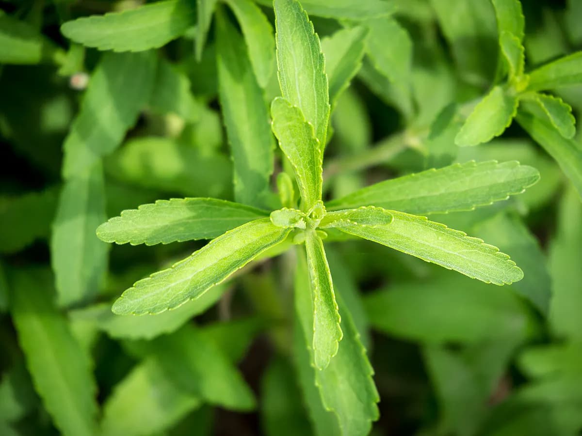Stevia — foto real
