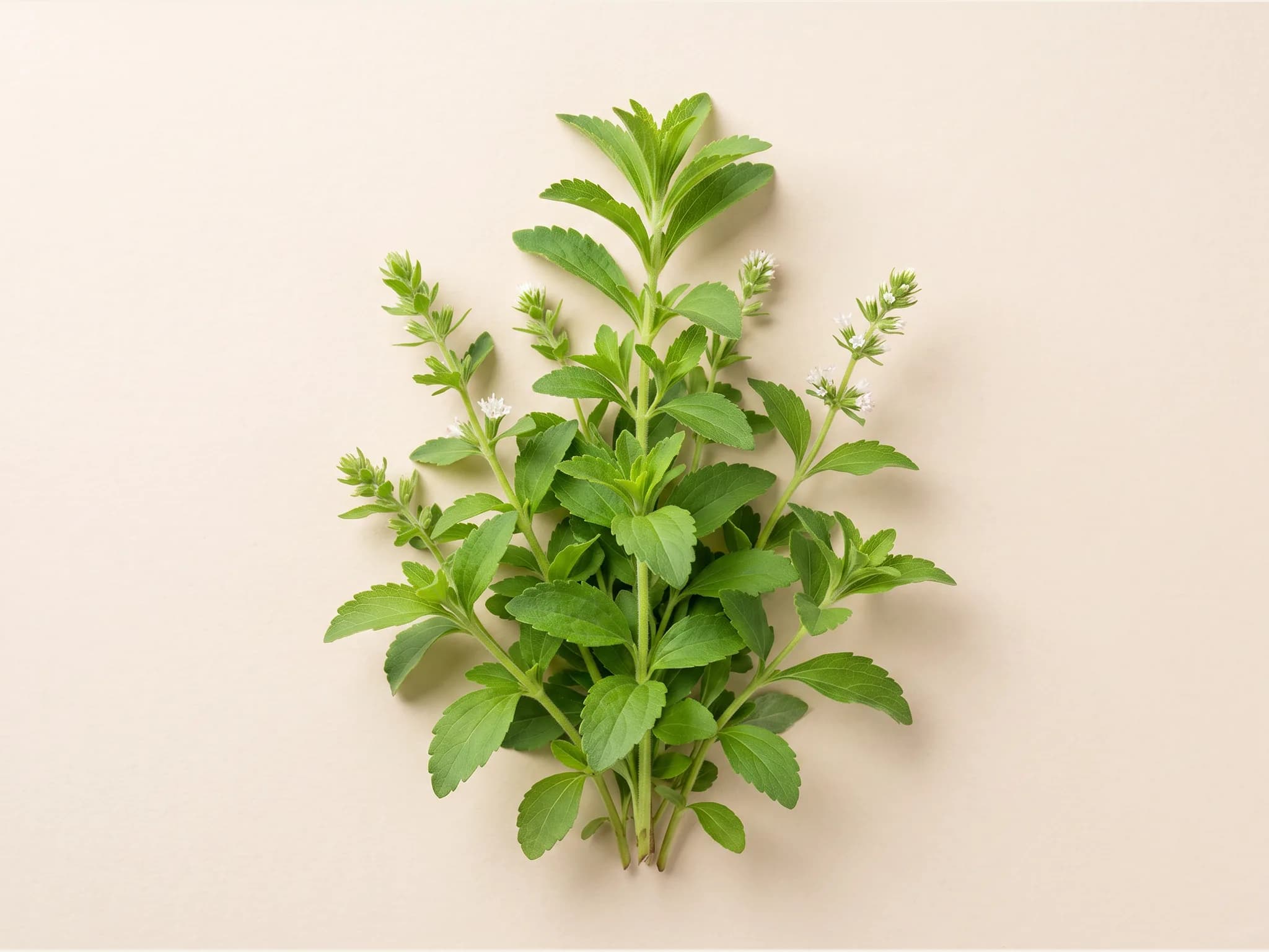 Stevia — fruto / cosecha (IA)