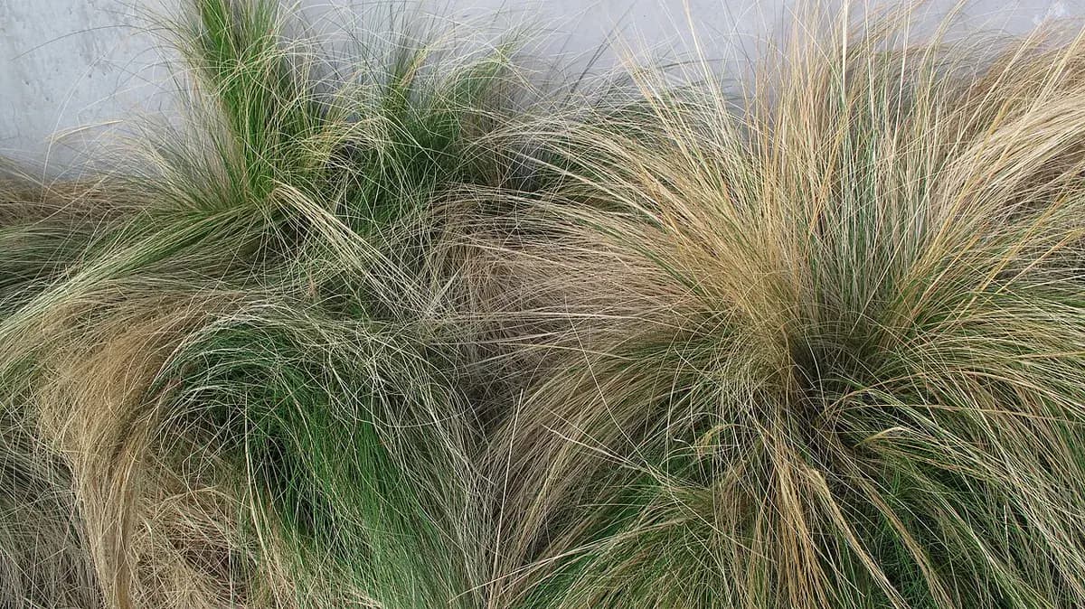 Estipa (pelo de ángel) — foto real