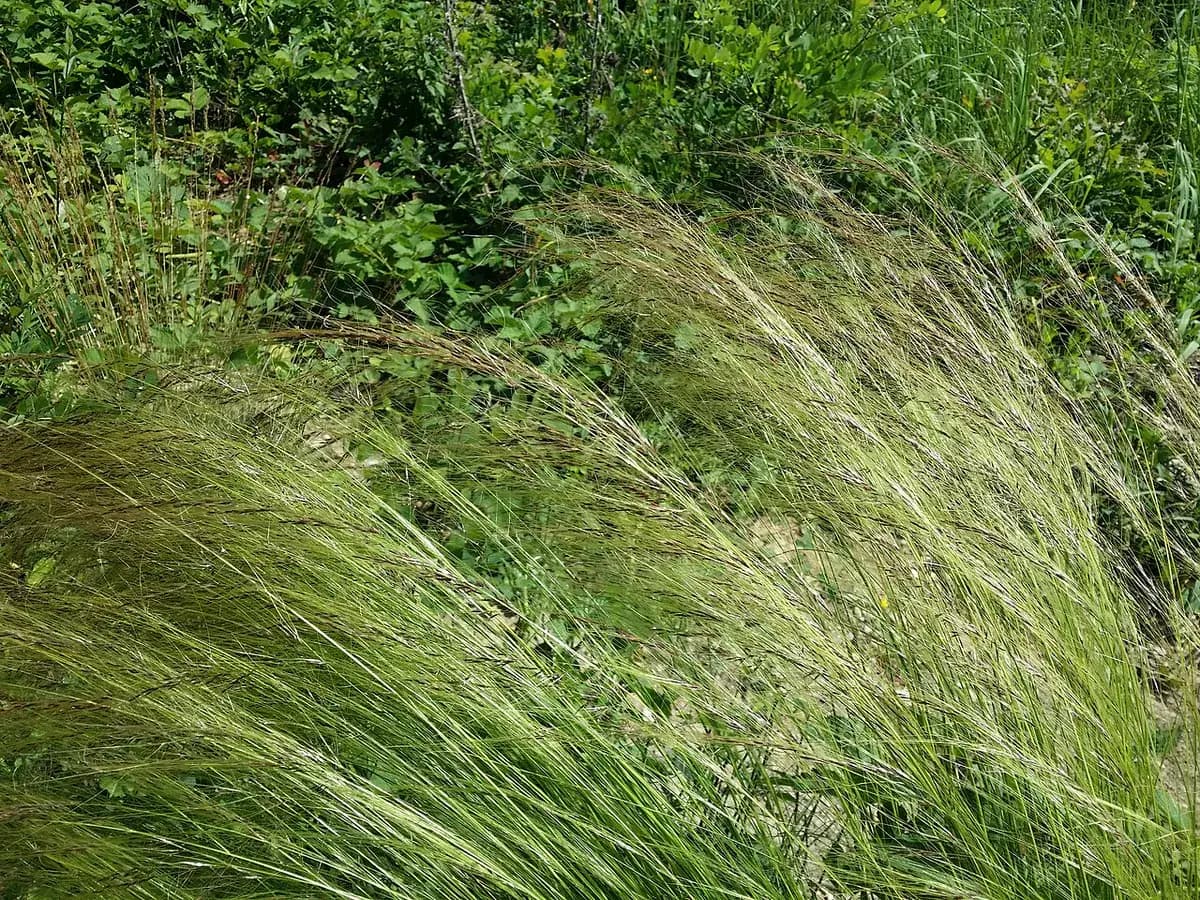 Estipa (pelo de ángel) — foto real