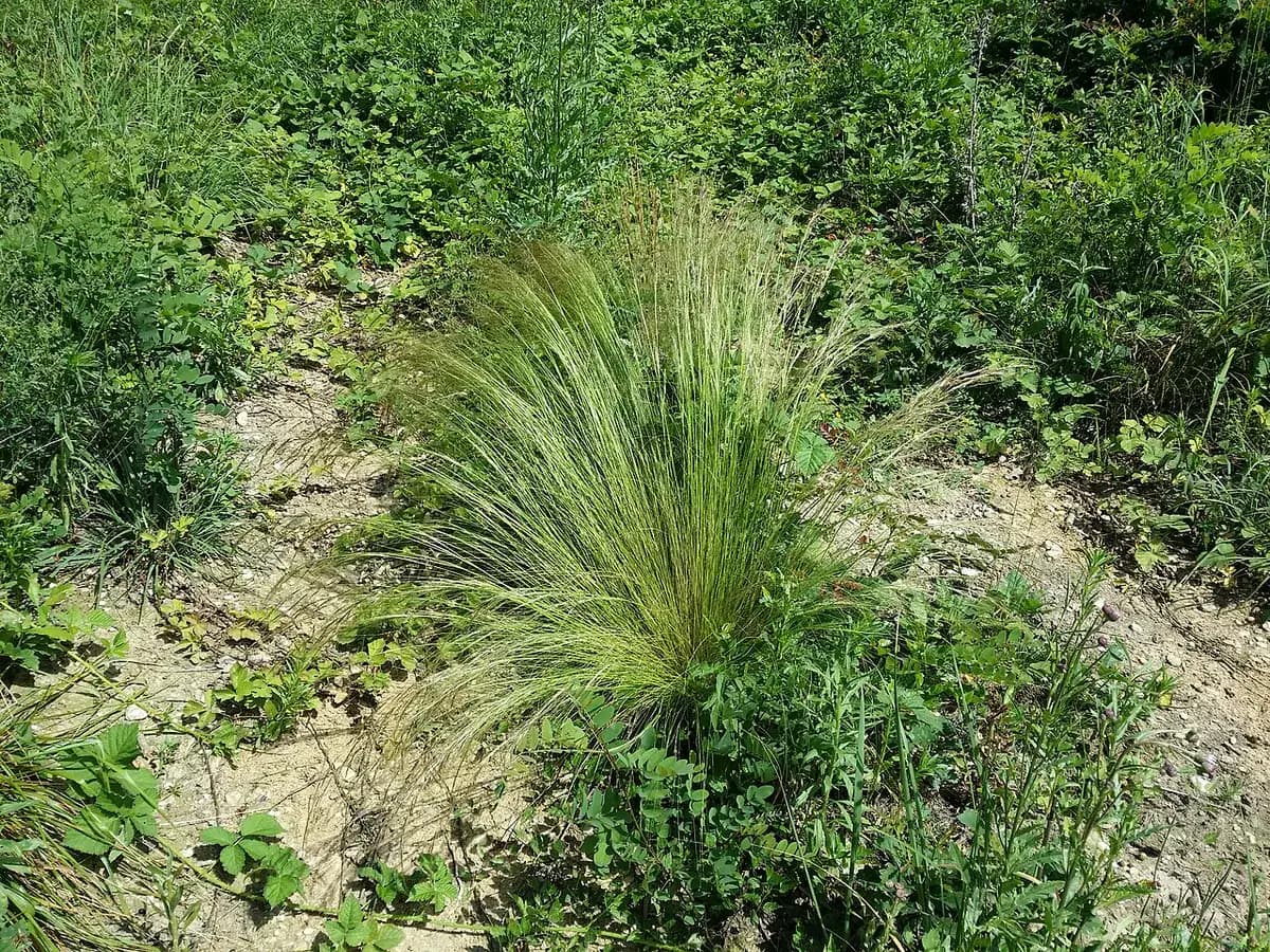 Estipa (pelo de ángel) — foto real