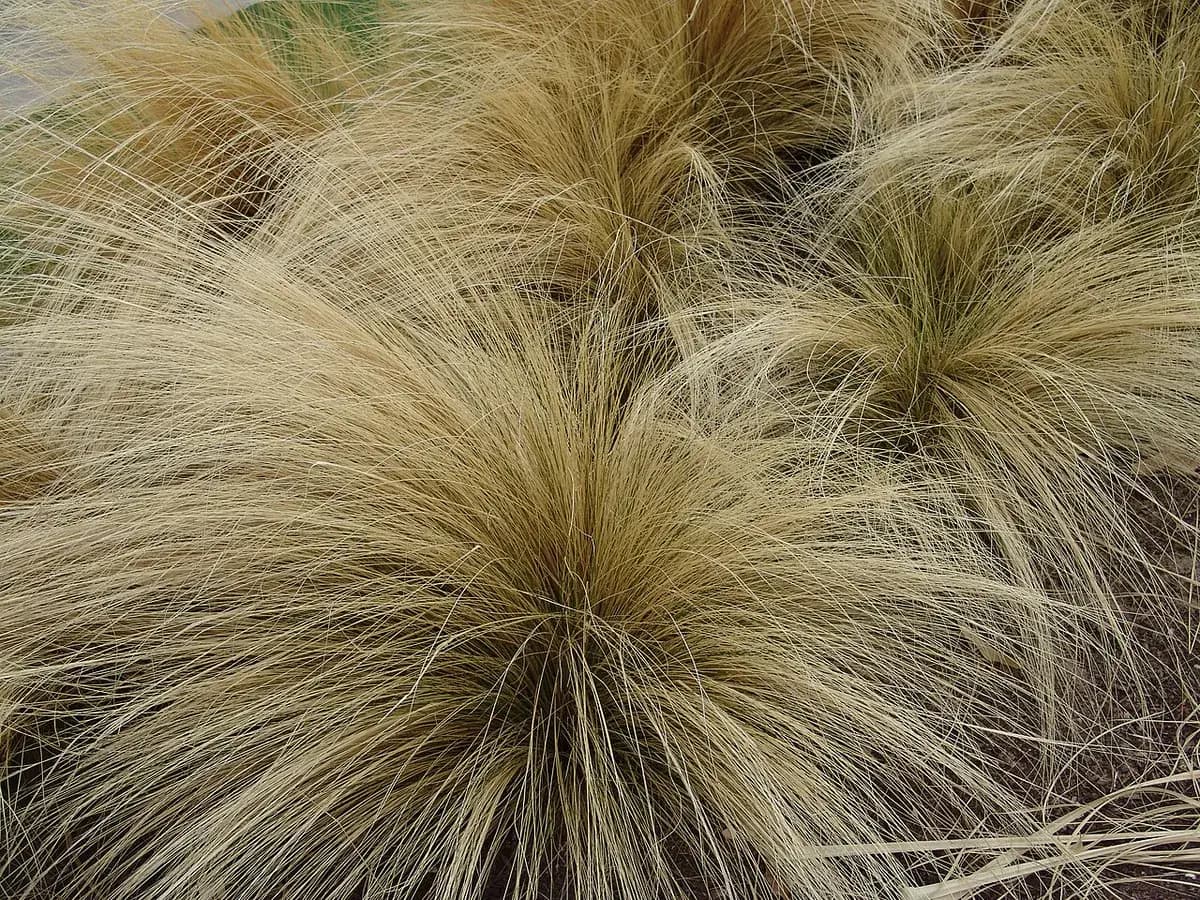 Estipa (pelo de ángel) — foto real