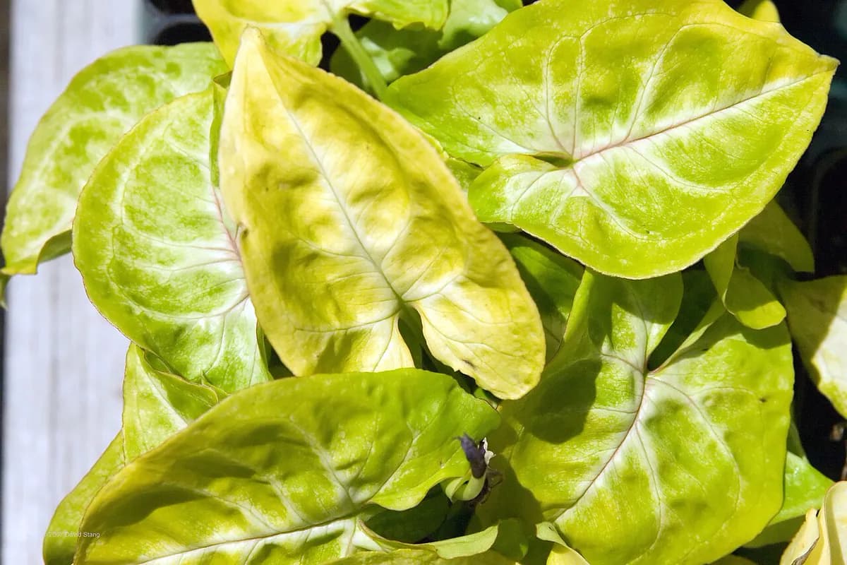 Syngonium — foto real