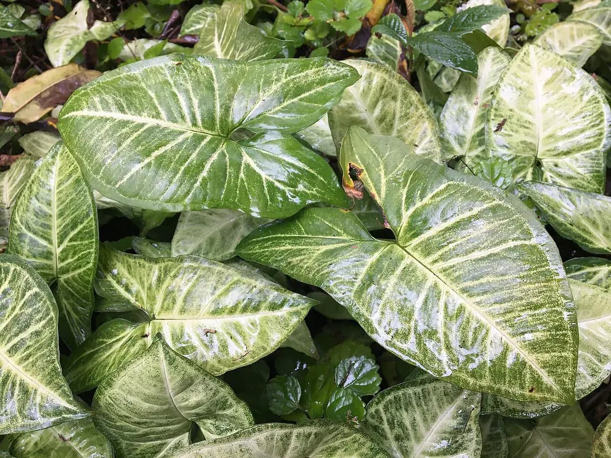 Syngonium — foto real