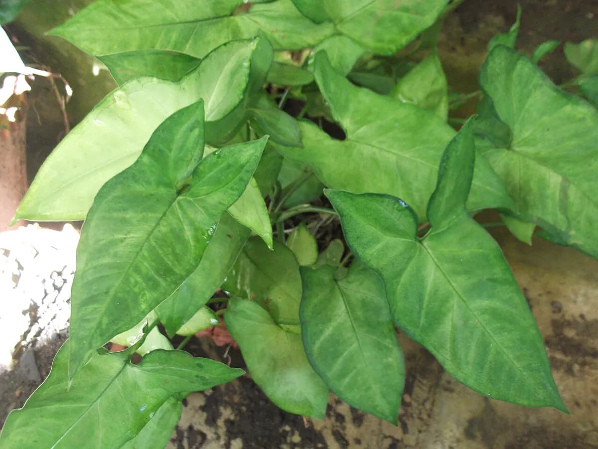 Syngonium — foto real