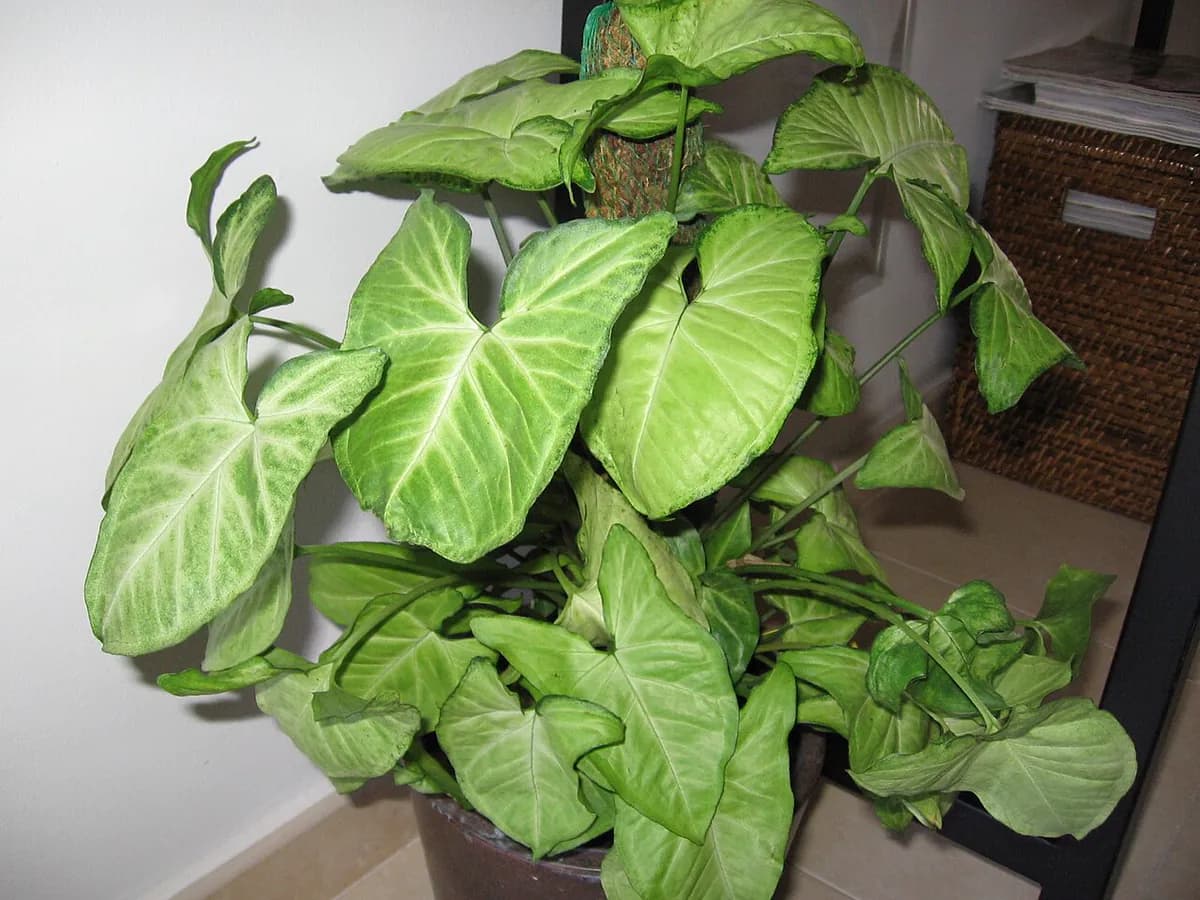 Syngonium — foto real
