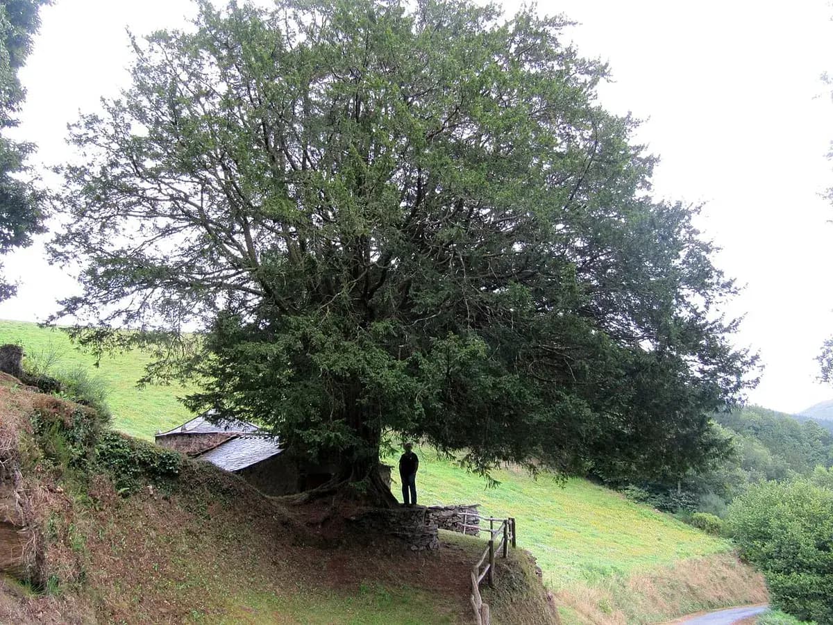 Tejo común — foto real