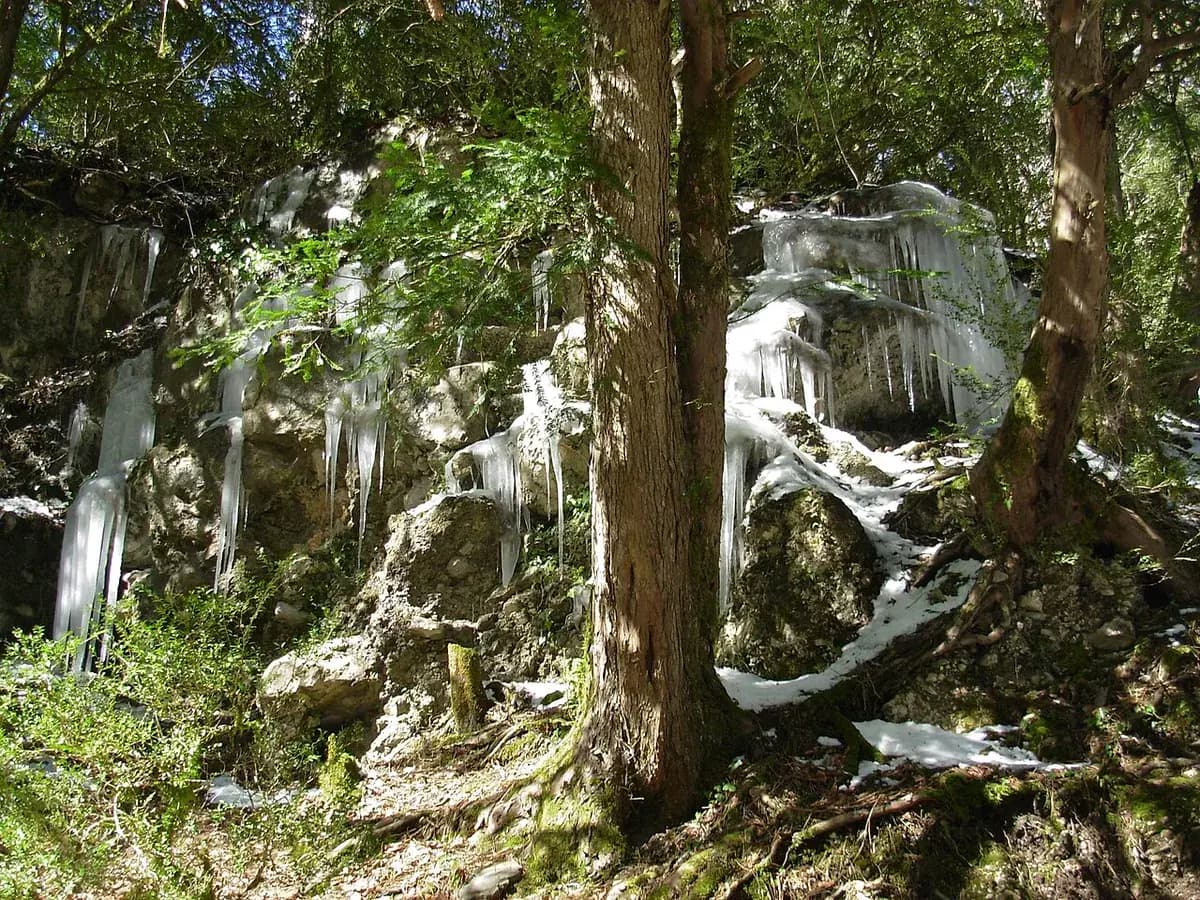 Tejo común — foto real