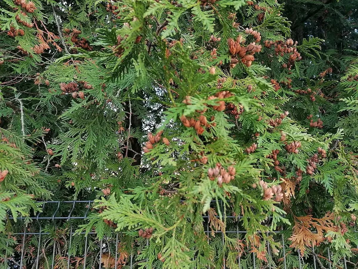 Tuya occidentalis — foto real