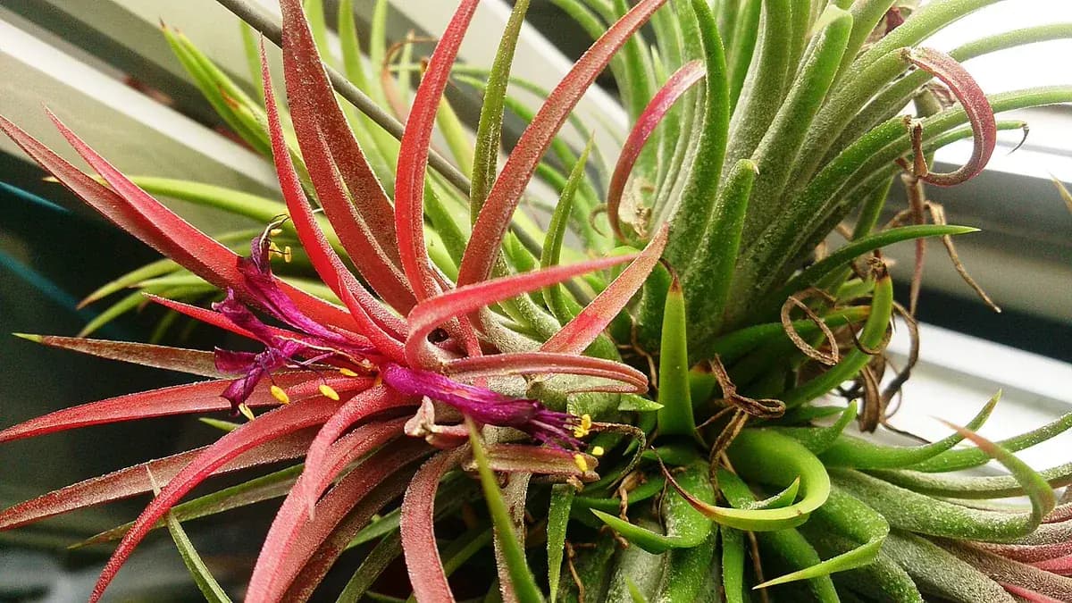 Tillandsia (air plant) — foto real