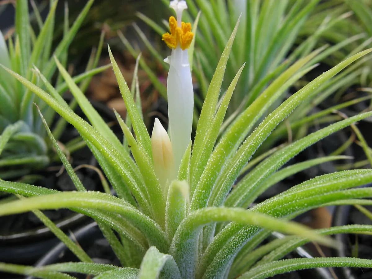 Tillandsia (air plant) — foto real