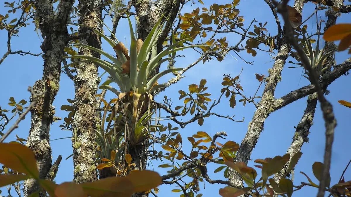 Tillandsia (air plant) — foto real