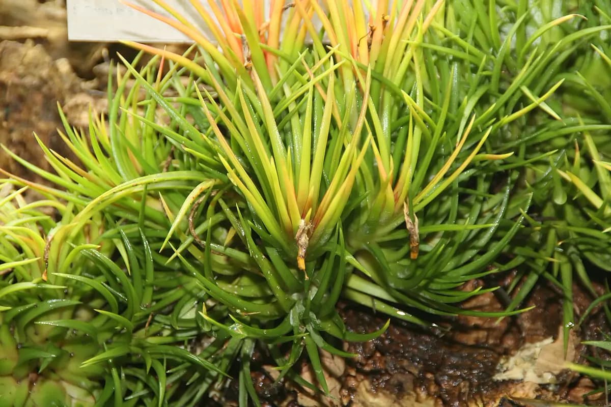 Tillandsia (air plant) — foto real