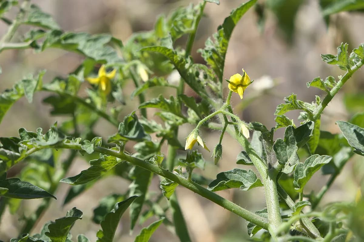 Tomate Black Krim — foto real