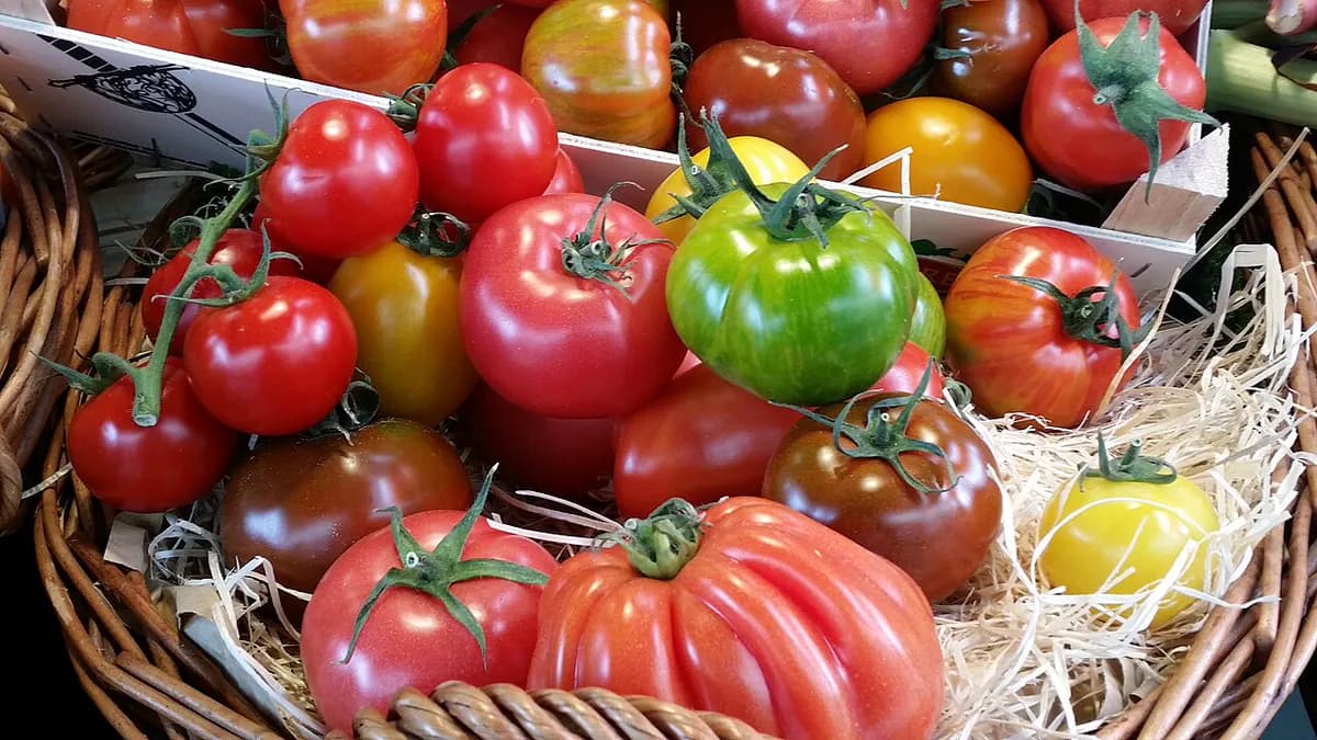 Tomate Black Krim — foto real