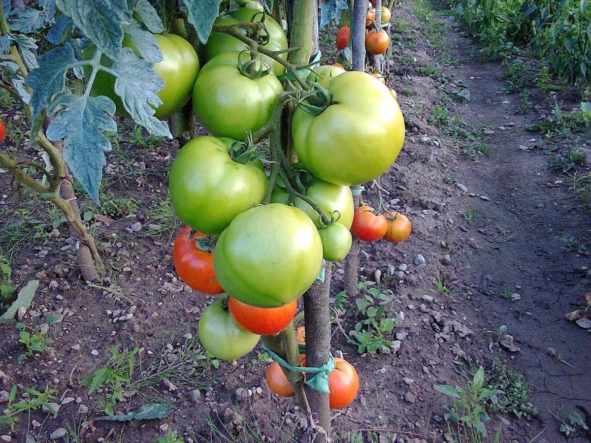 Tomate Black Krim — foto real