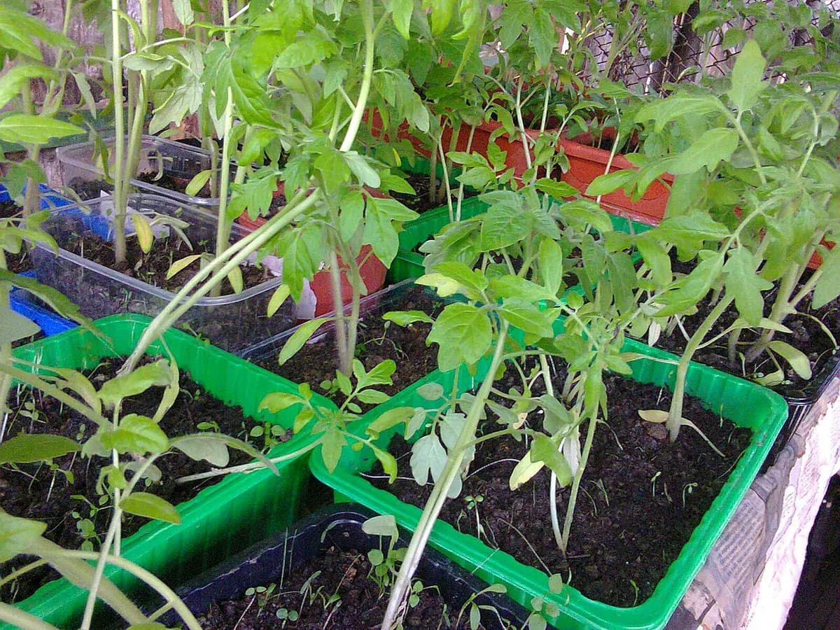 Tomate cherry Sungold — foto real