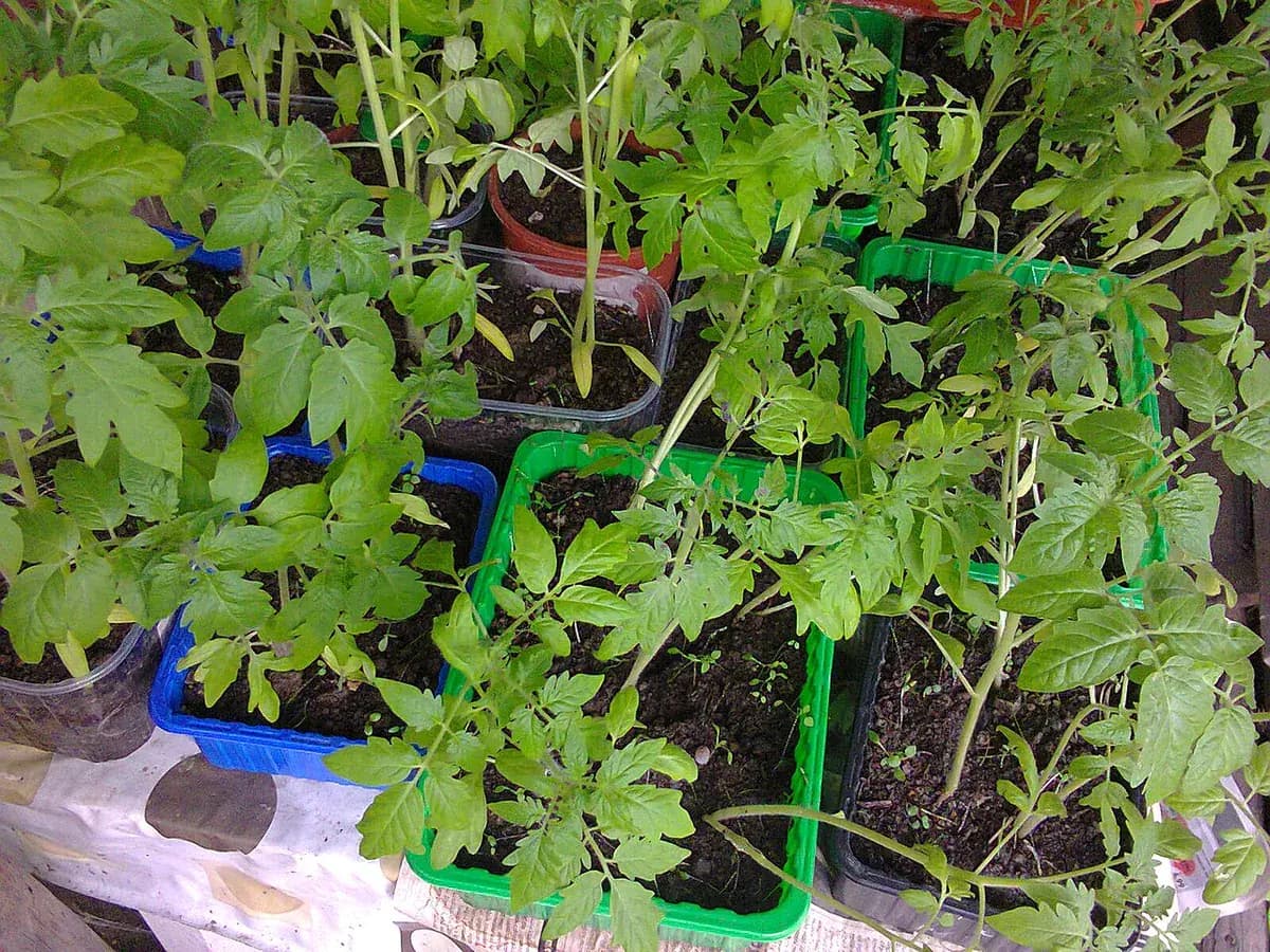 Tomate cherry Sungold — foto real