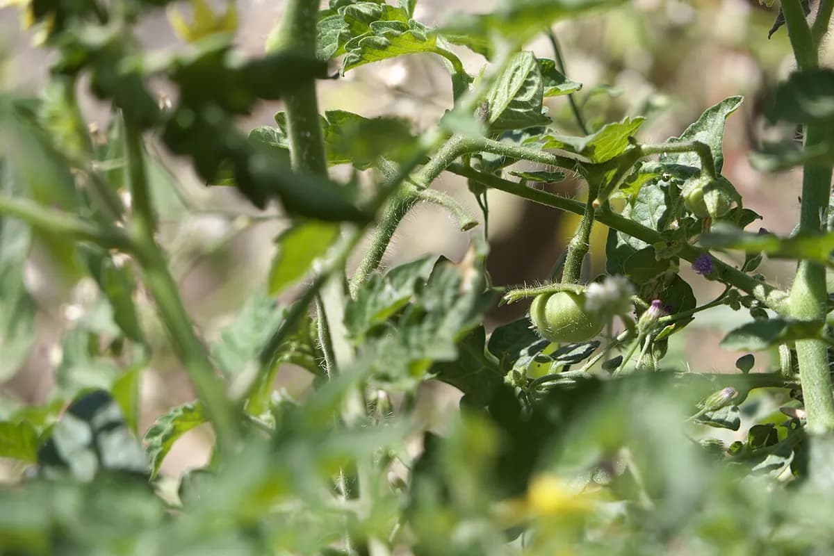 Tomate cherry Sungold — foto real