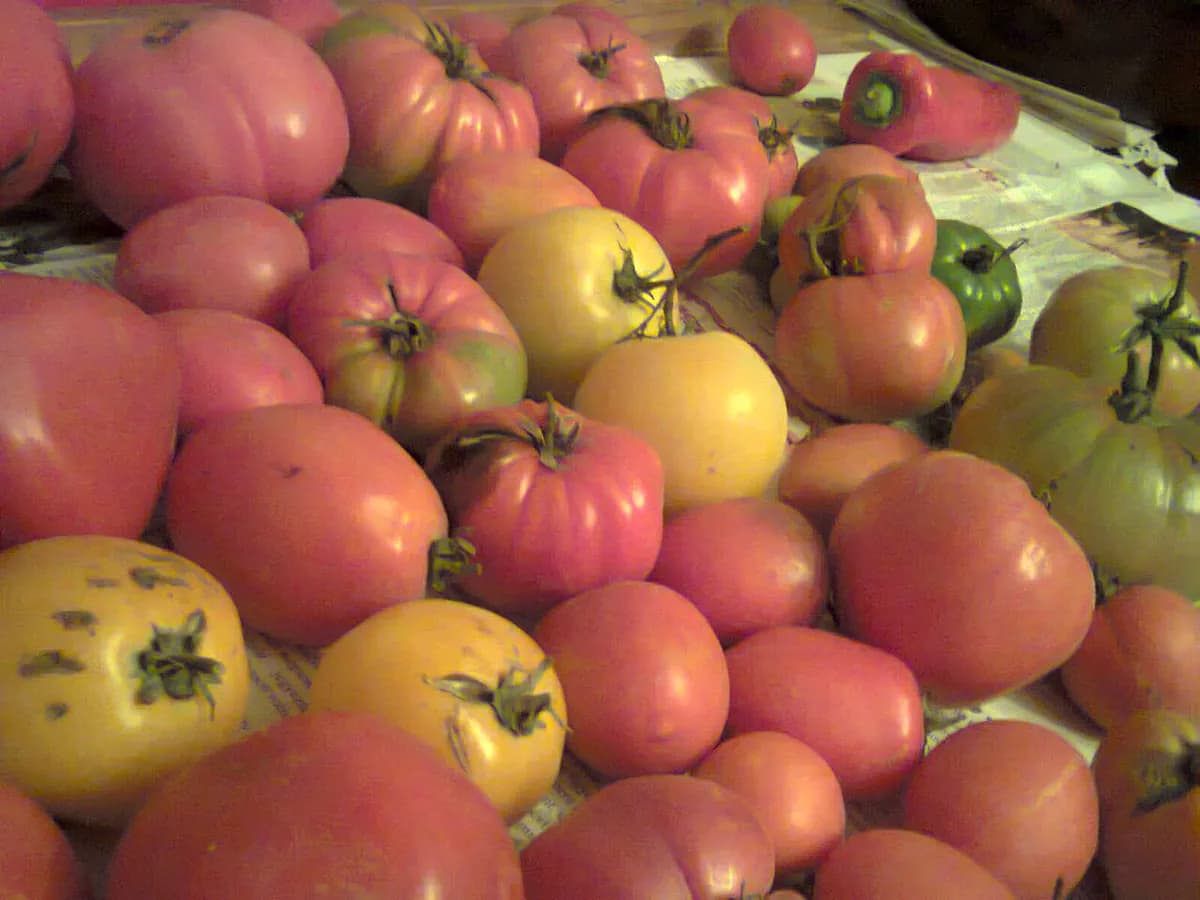 Tomate corazón de buey — foto real