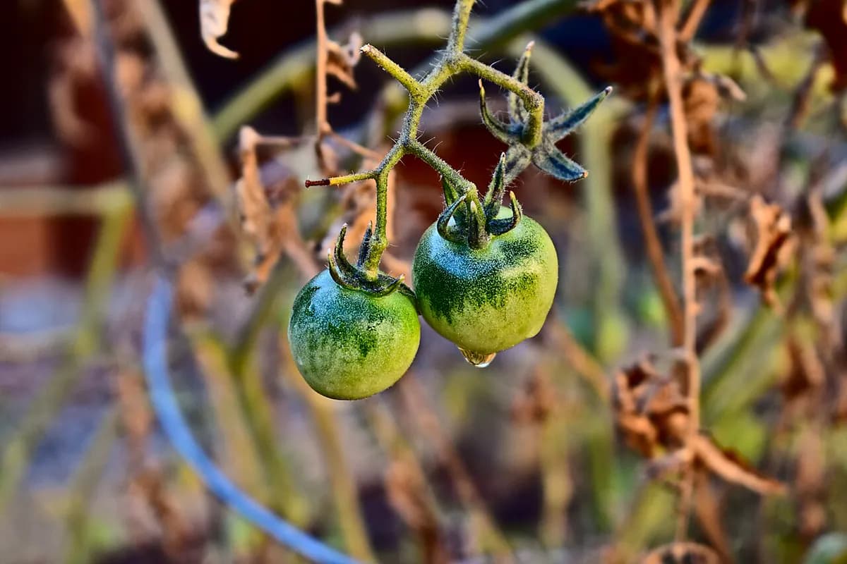 Tomate corazón de buey — foto real
