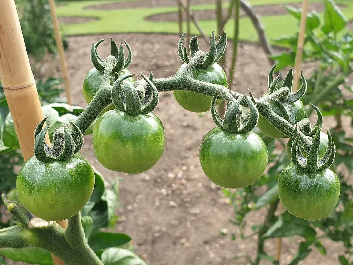 Tomate Marmande — foto real