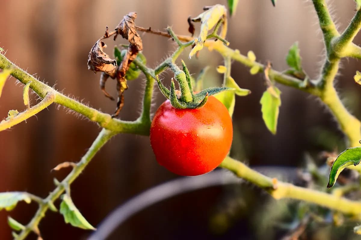 Tomate Pera Roma — foto real