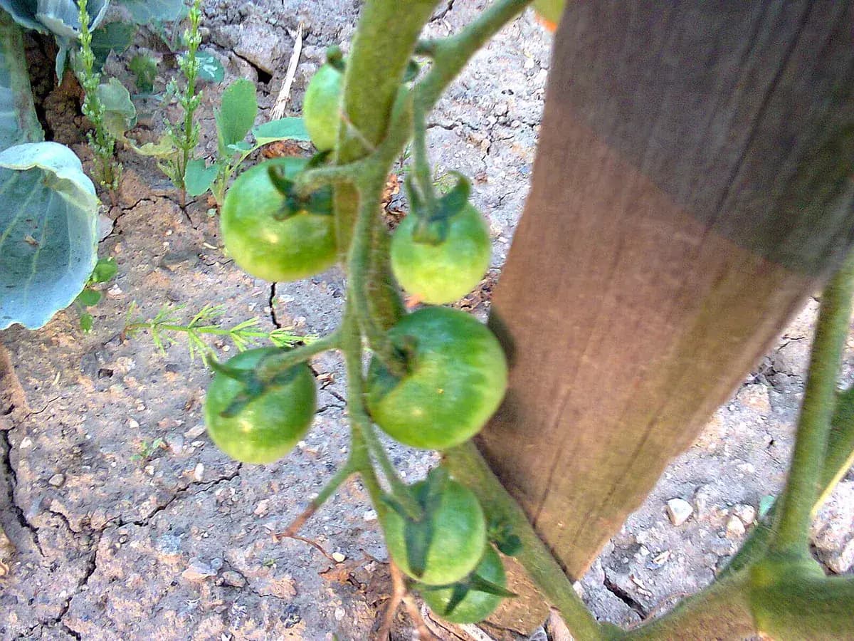 Tomate Rosa de Barbastro — foto real