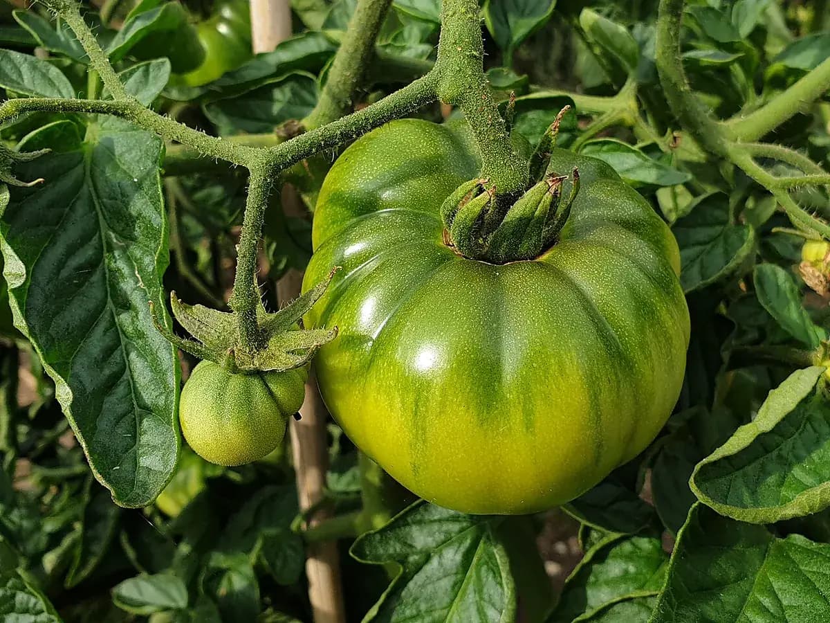Tomate San Marzano — foto real