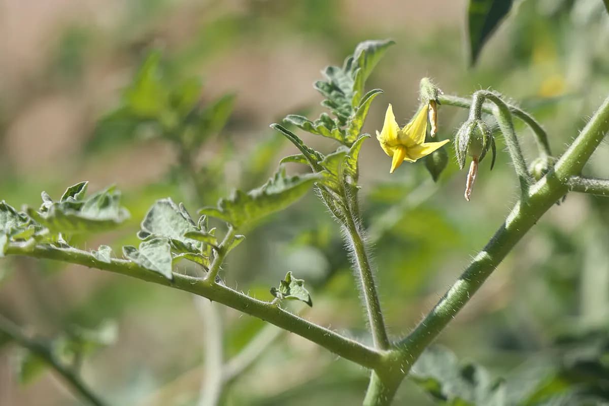 Tomate San Marzano — foto real