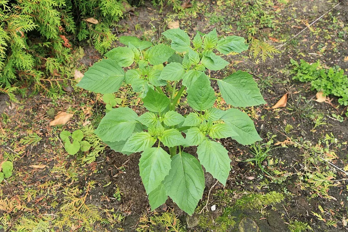 Tomatillo verde — foto real